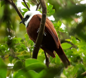 Tour de Observación de aves, Monteverde, Costa Rica